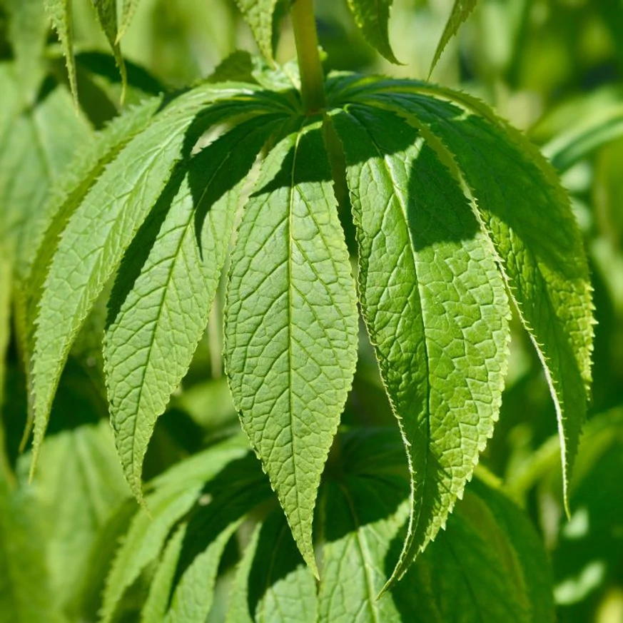 Frunzele plantei perene Veronicastrum virginicum Lavendelturm. 