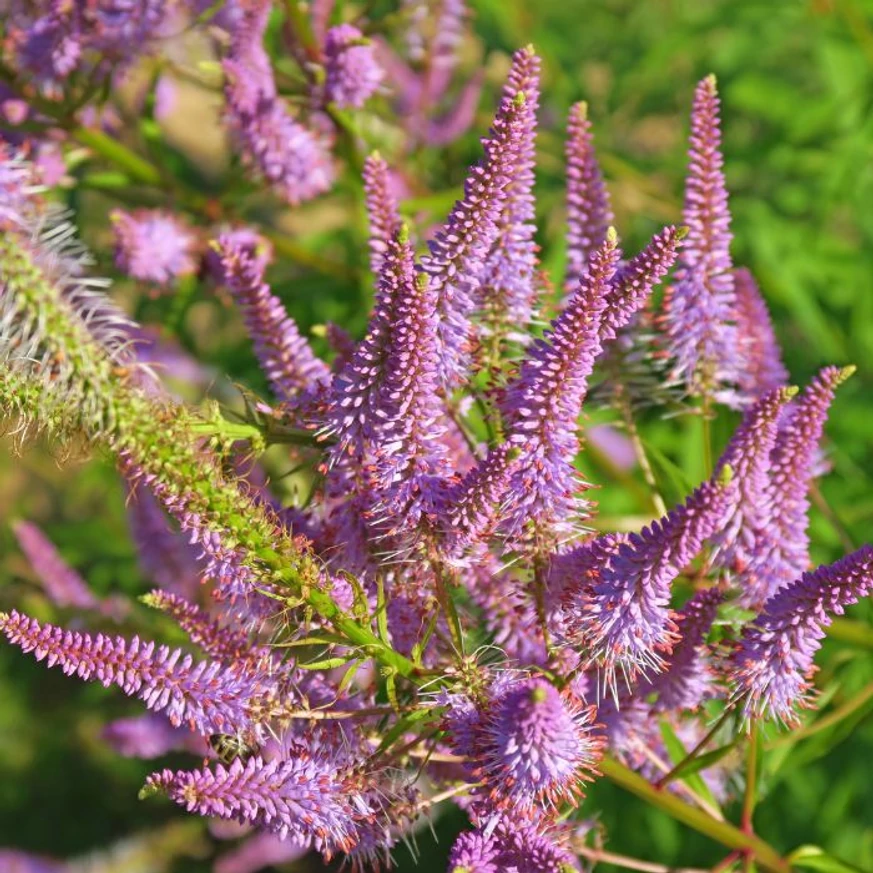 Veronicastrum virginicum Red Arrows înflorește abundent. 