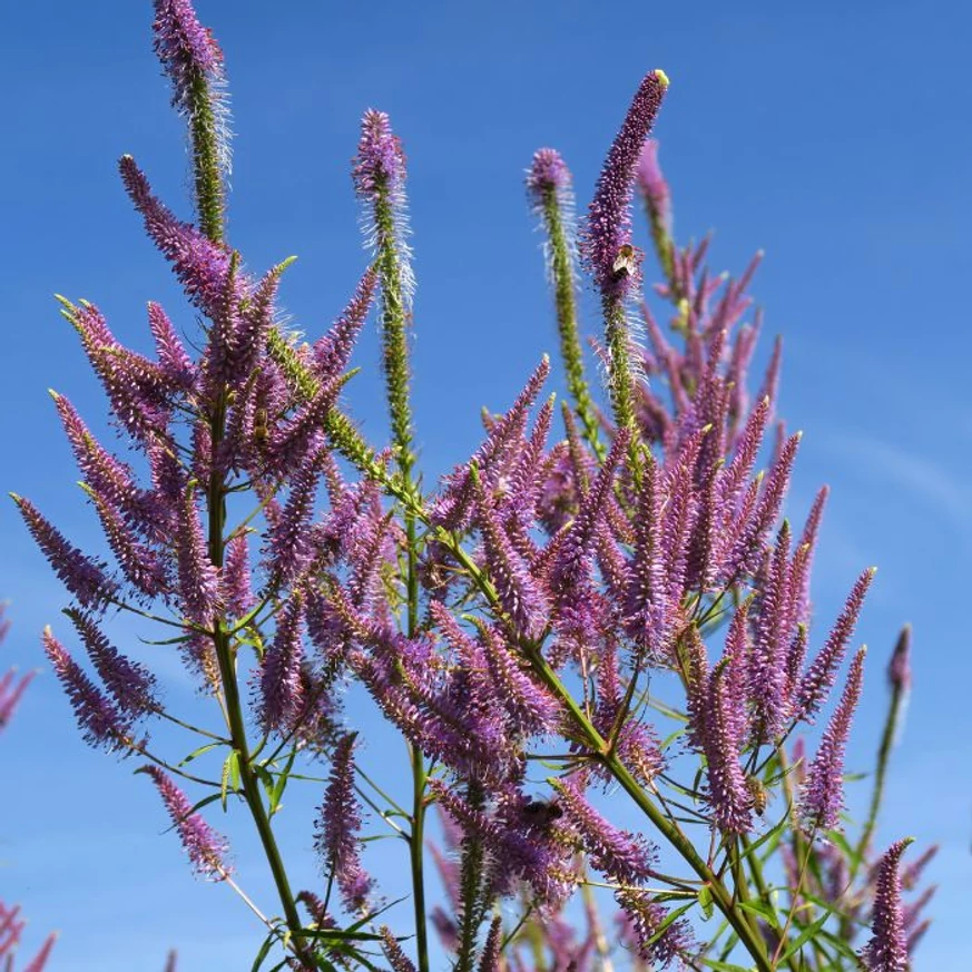 Veronicastrum virginicum Red Arrows crește înalt. 