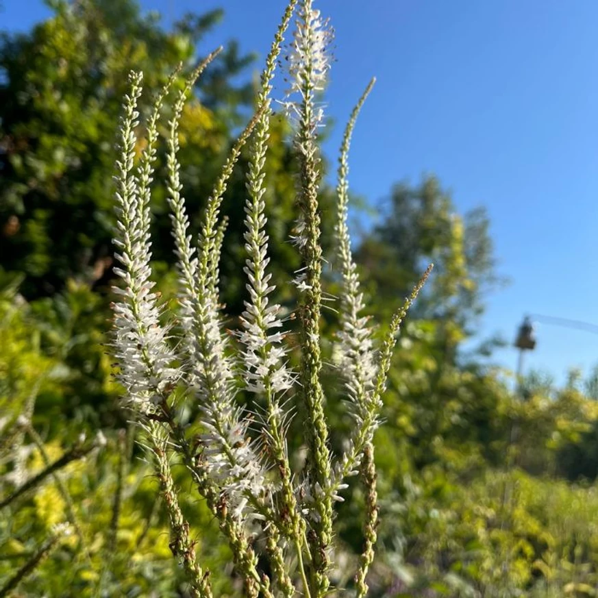 Veronicastrum virginicum Album în pepiniera noastră în luna august. 