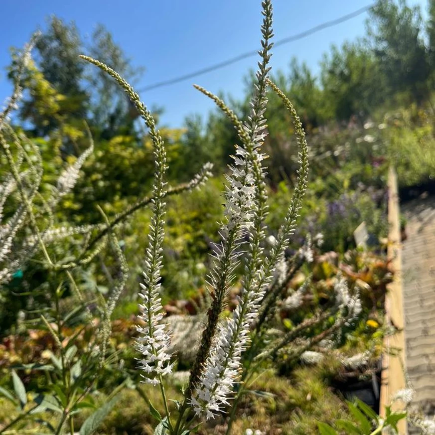 Veronicastrum virginicum Album cu flori albe. 