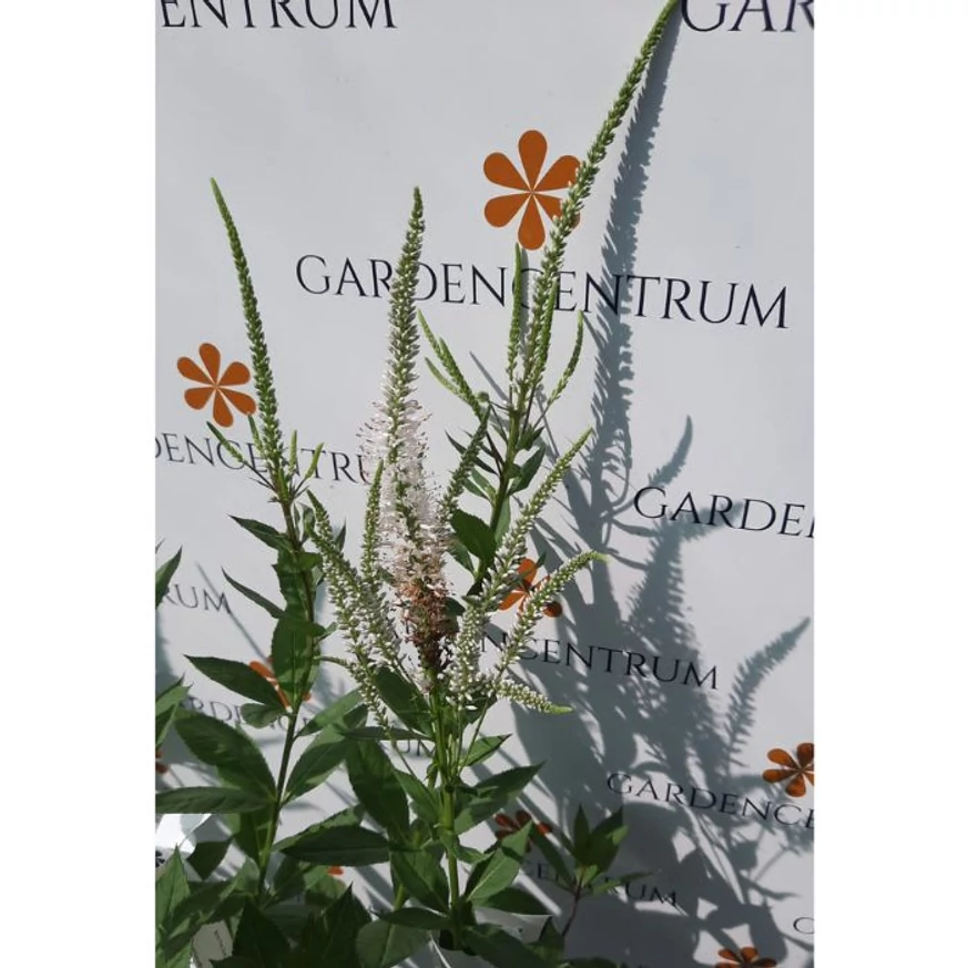Veronicastrum virginicum înflorită la mijlocul lunii septembrie. 