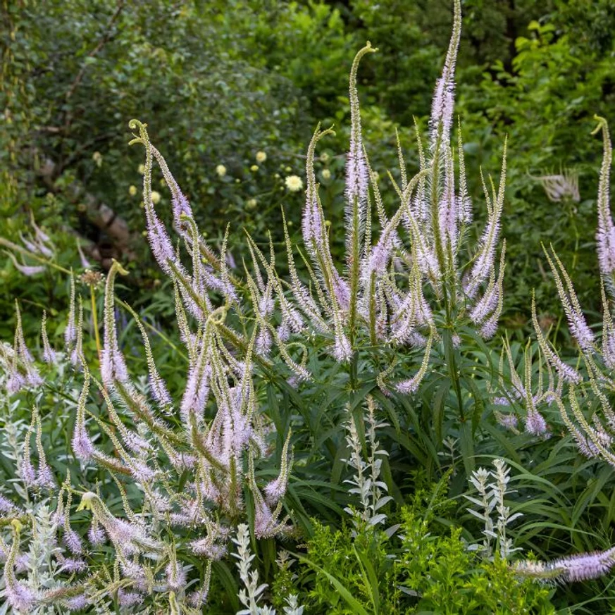 Veronicastrum virginicum Album este o plantă perenă înaltă. 