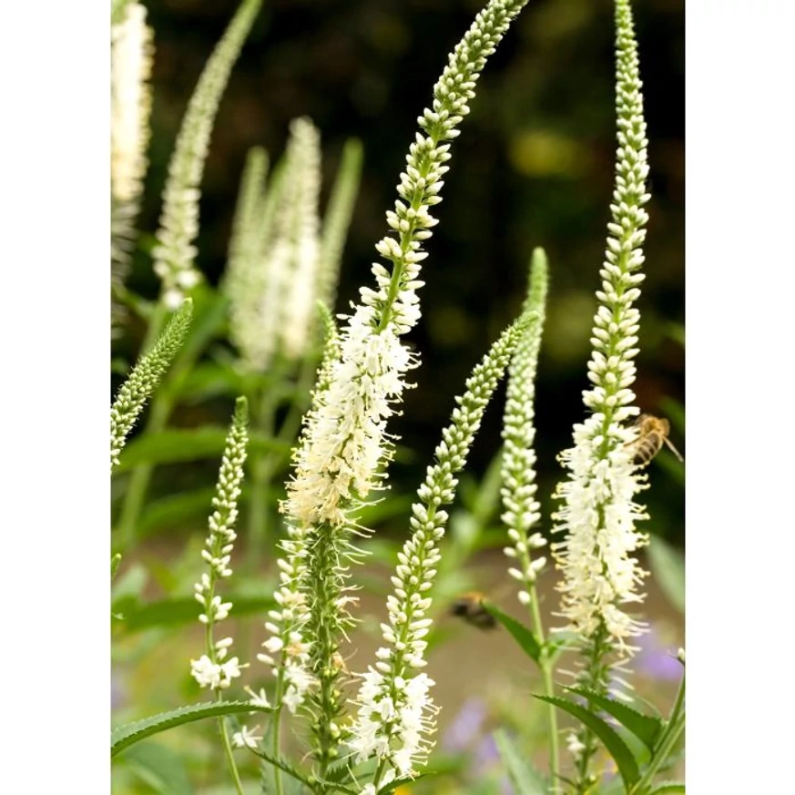 Inflorescențele plantei Veronicastrum virginicum Album. 
