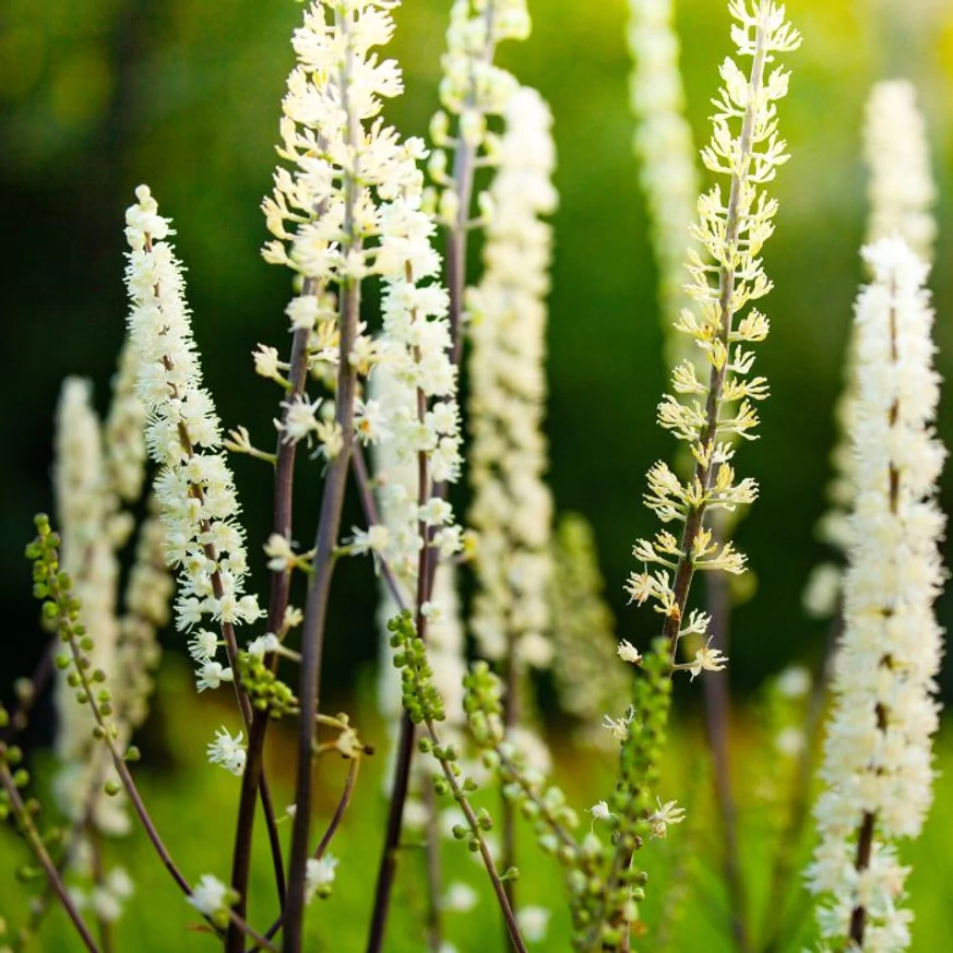 Inflorescențele plantei Veronicastrum virginicum Album la soare. 