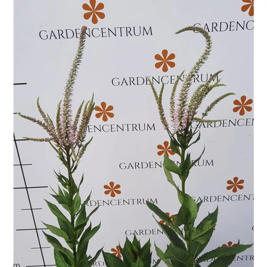 Flori de Veronicastrum în octombrie. 