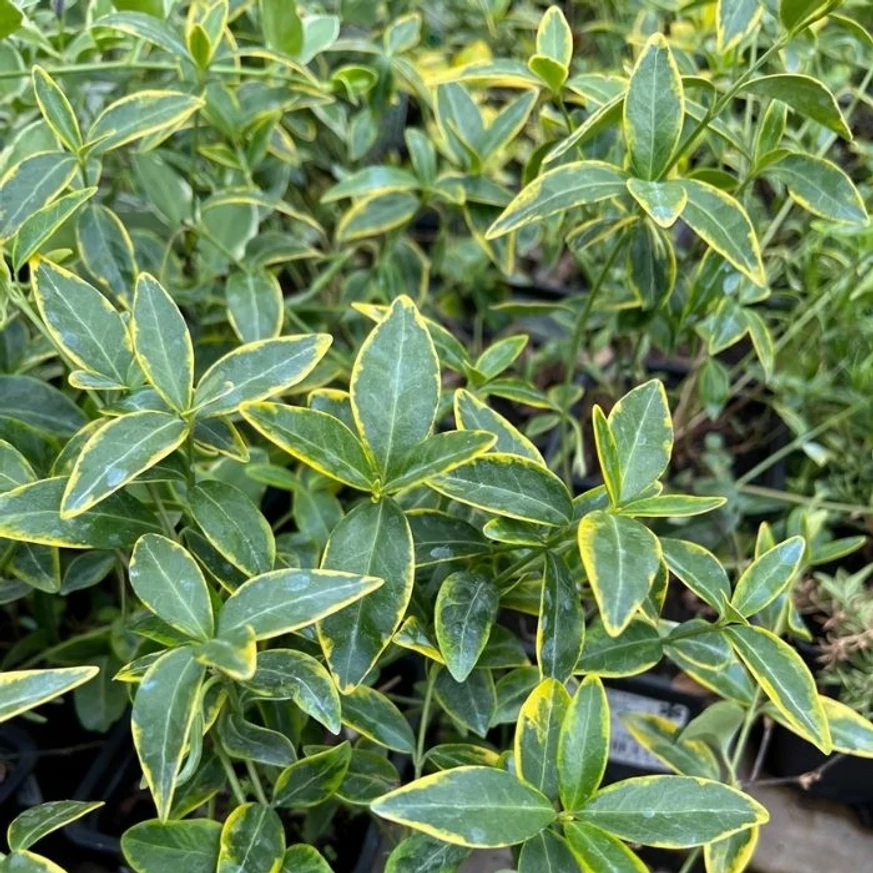 Vinca minor Blue and Gold este o plantă acoperitoare de sol minunată. 