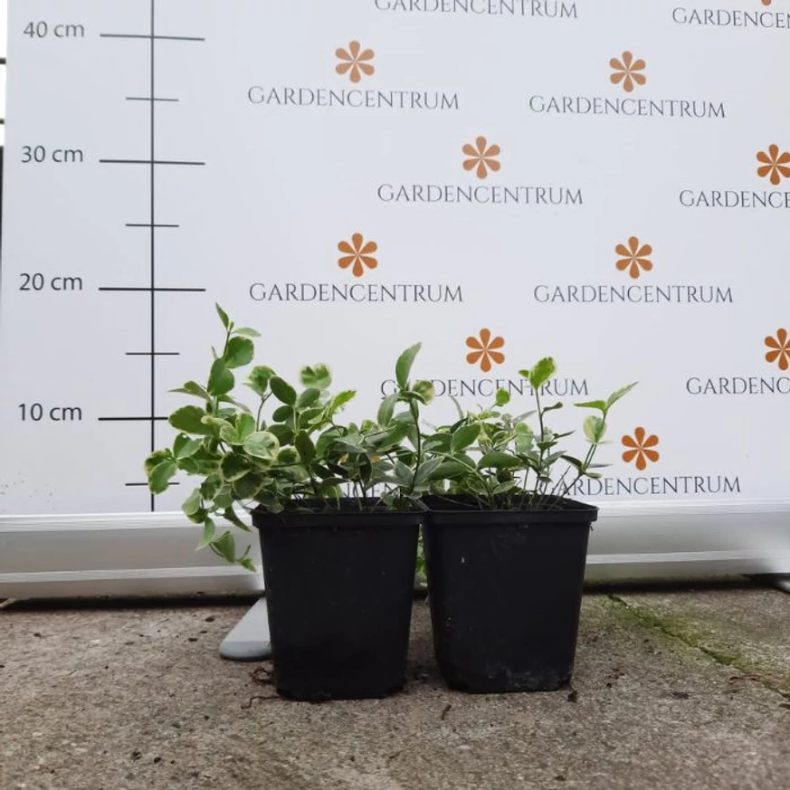 Saschiu variegat în luna august la Gardencentrum.net. 