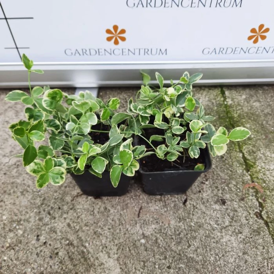 Frunzișul saschiului variegat, vara, într-un ghiveci de 9 cm. 
