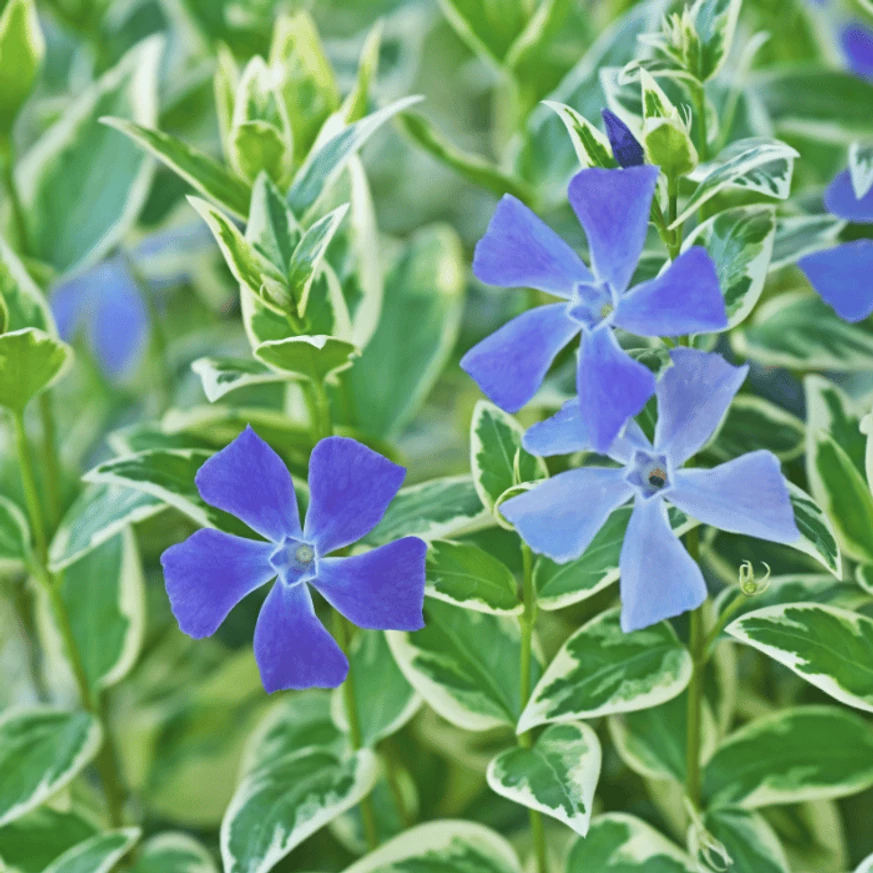 Vinca major Variegata este o plantă acoperitoare de sol, care nu necesită multă îngrijire. 