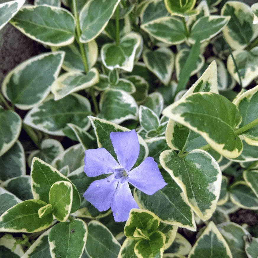 Florile saschiului variegat înfloresc între frunzișul veșnic verde primăvara. 