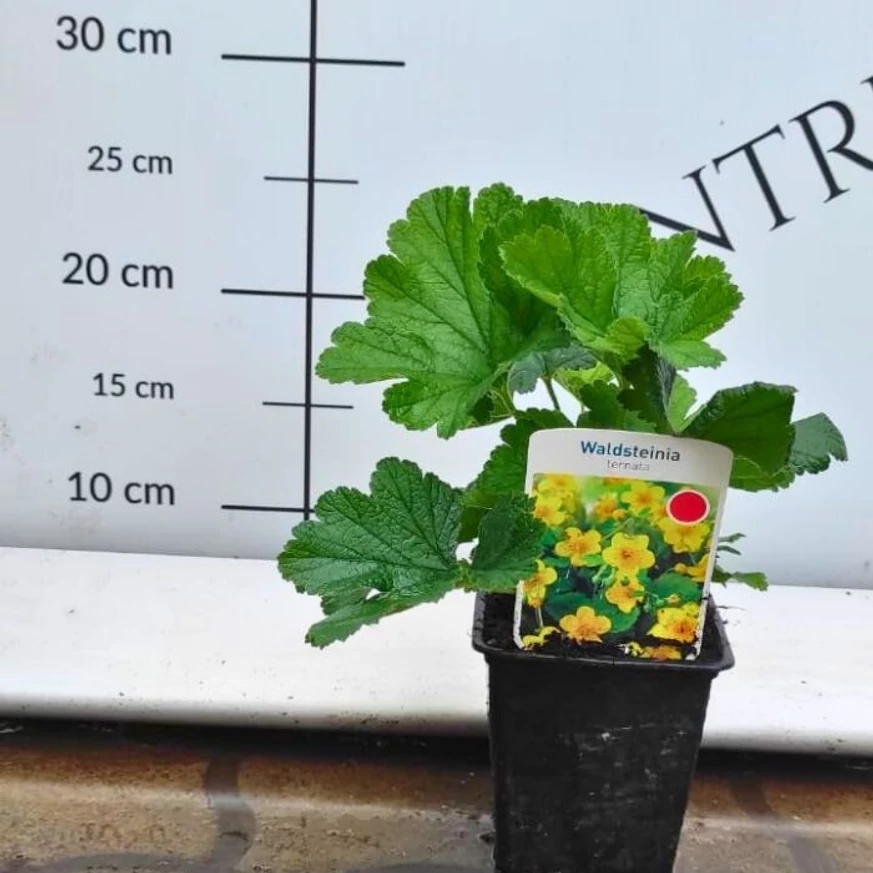 Aspectul plantei Waldsteinia ternata în centrul nostru de grădinărit.