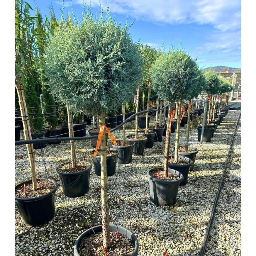 Cupressus arizonica MT80 - Chiparos de arizona cu trunchi înalt