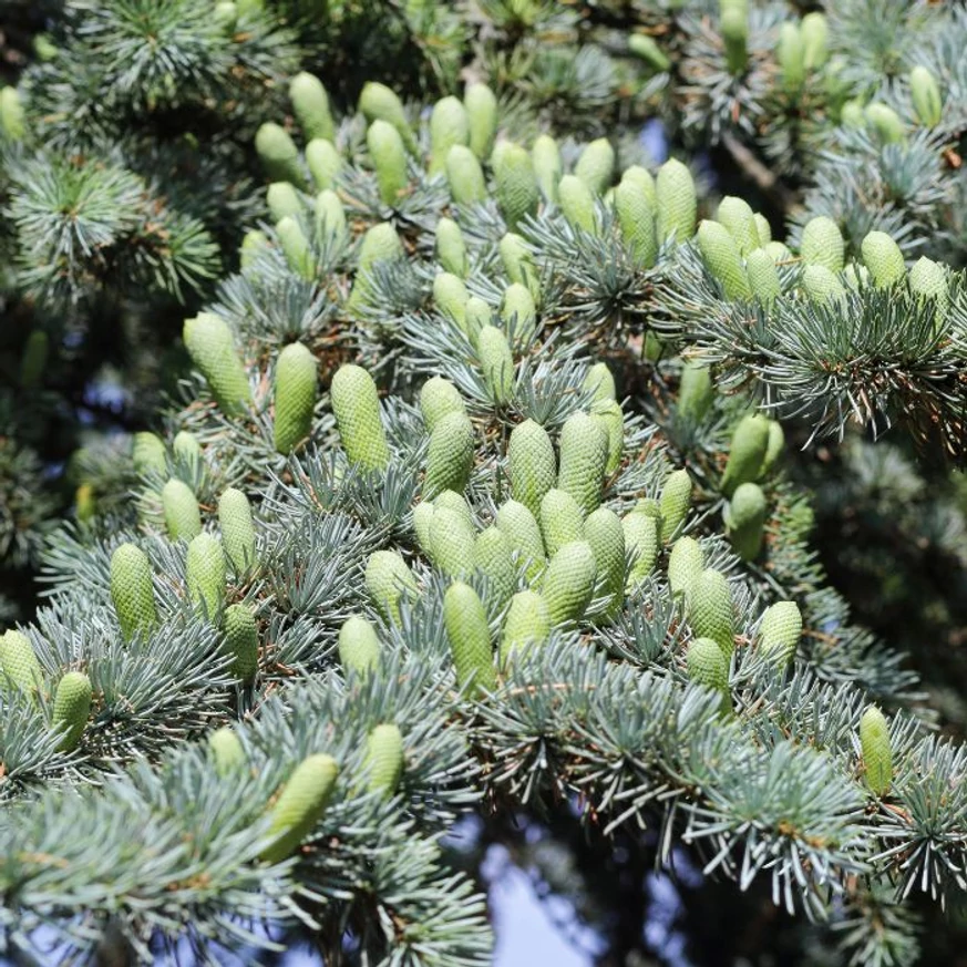 Cedrus atlantica Glauca K5 - Cedru atlantic albastru