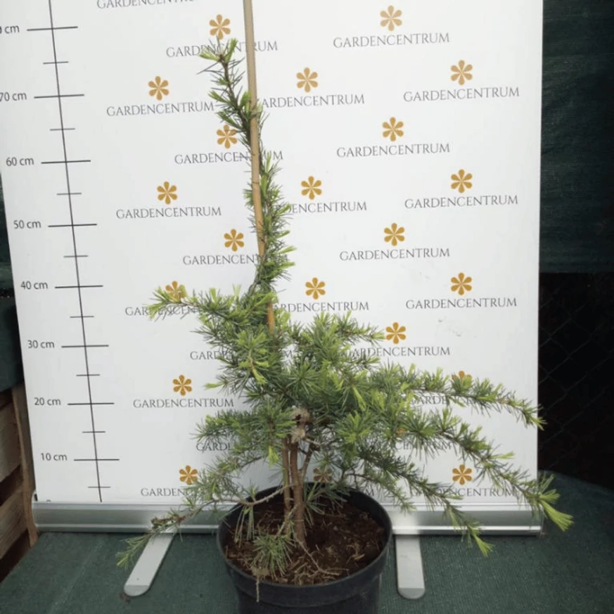 Forma specială a plantei Cedrus deodara, în pepiniera noastră. 