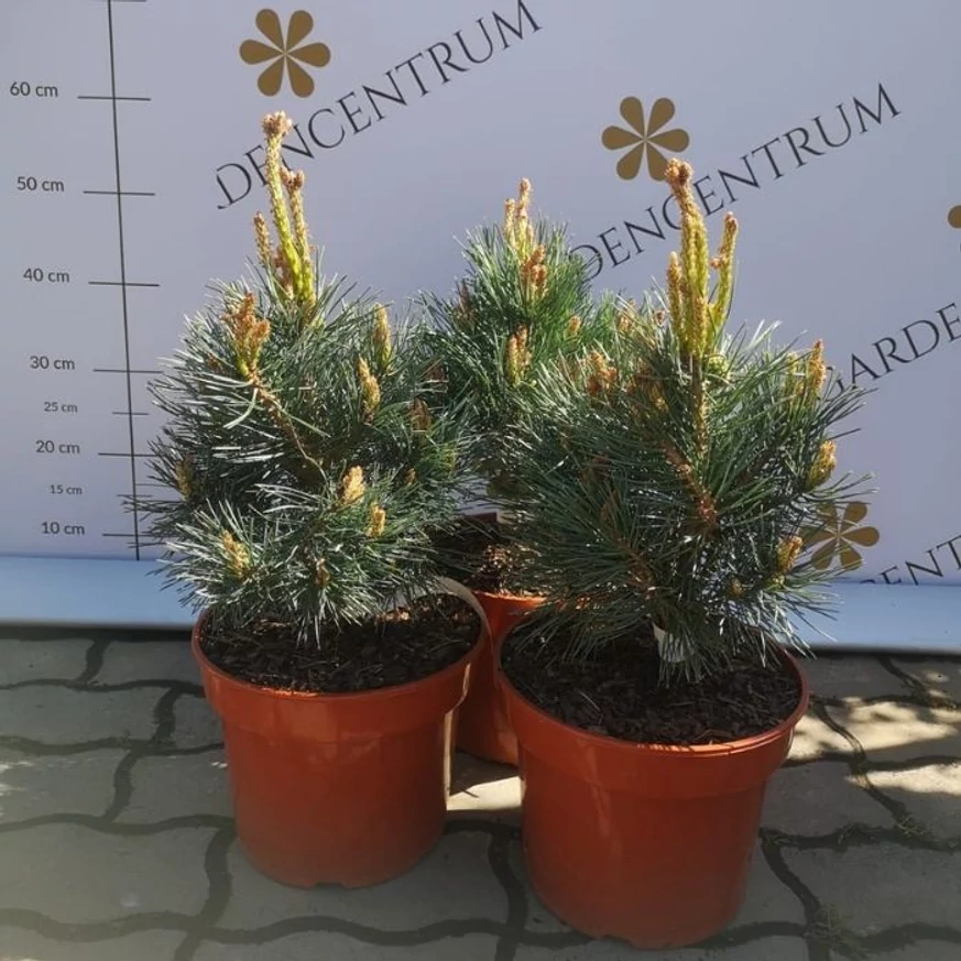 Pinus sylvestris Chantry Blue cu creștere pitică, în pepiniera noastră. 