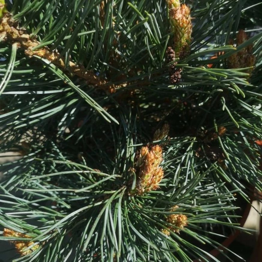 Acele pinului Pinus sylvestris Chantry Blue de aproape. 
