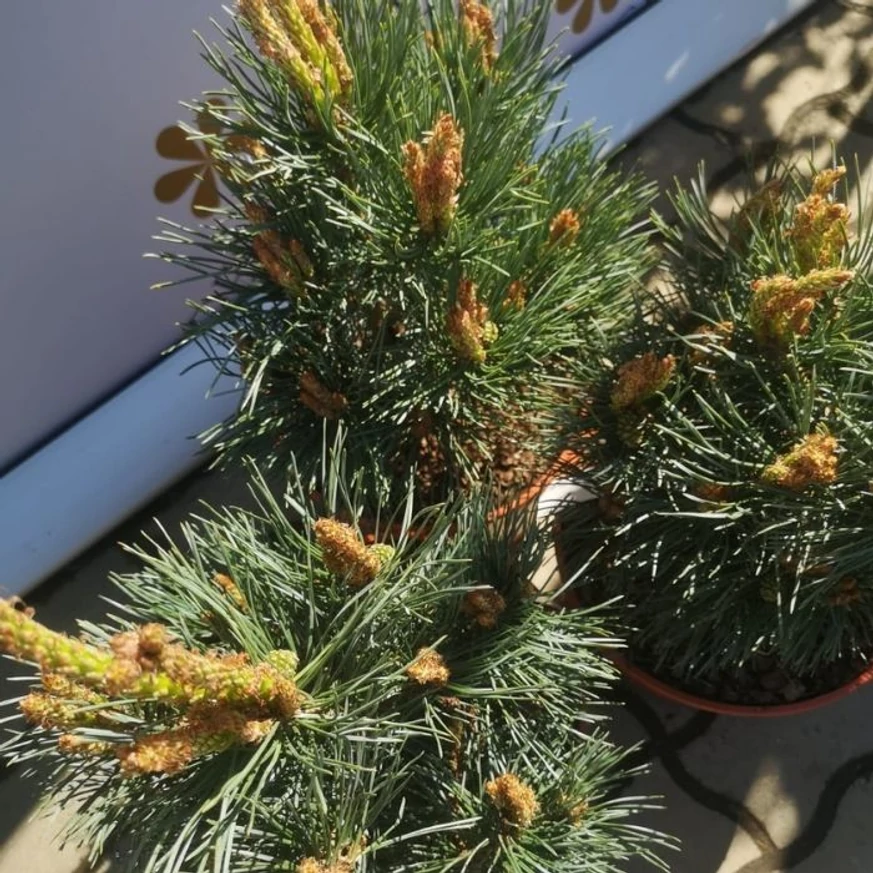 Pinus sylvestris Chantry Blue cu frunziș verde-argintiu elegant. 
