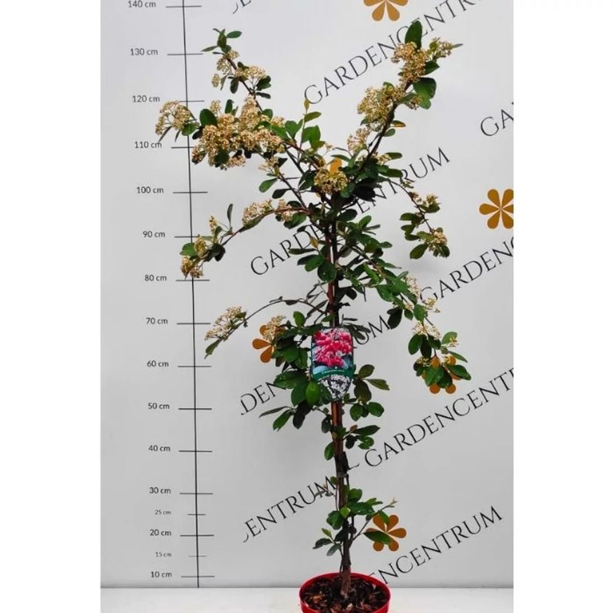 Aspectul plantei Cotoneaster lacteus în pepiniera noastră. 