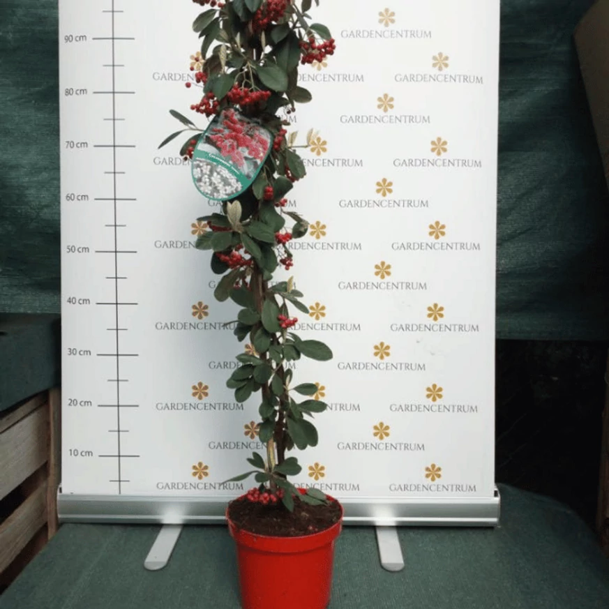 Cotoneaster lacteus în pepiniera noastră. 