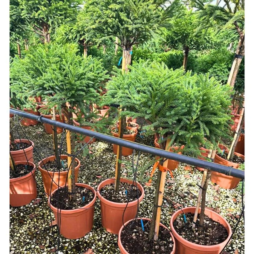 Cryptomeria MT - Cedru japonez cu trunchi înalt