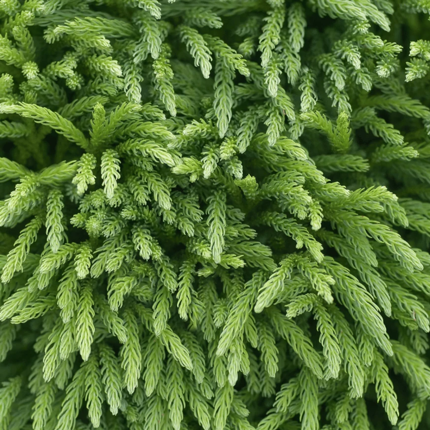 Cedrul japonez veșnic verde poate fi plantat și în stâncării. 
