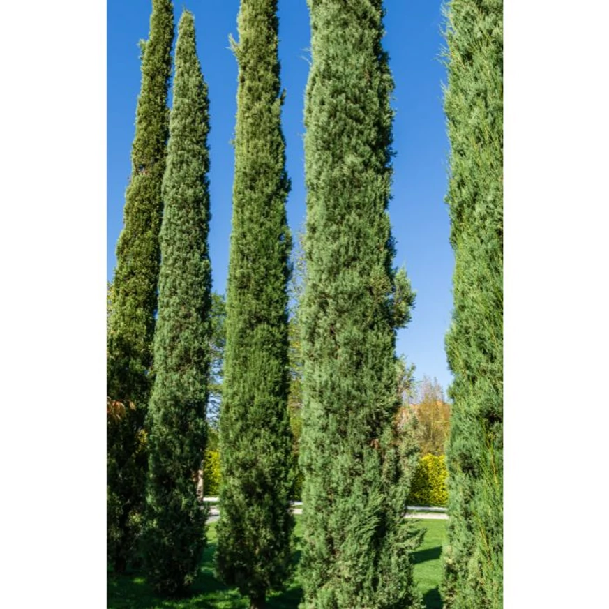 Cupressus sempervirens Totem la maturitate. 