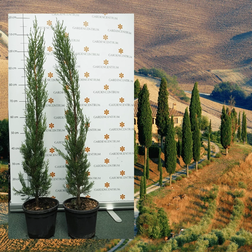 Chiparosul european Pyramidalis într-un ghiveci K3, în pepiniera noastră, la sfârșitul lunii mai. 
