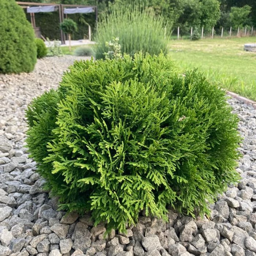 Frunzișul verde a plantei Thuja occidentalis Danica.