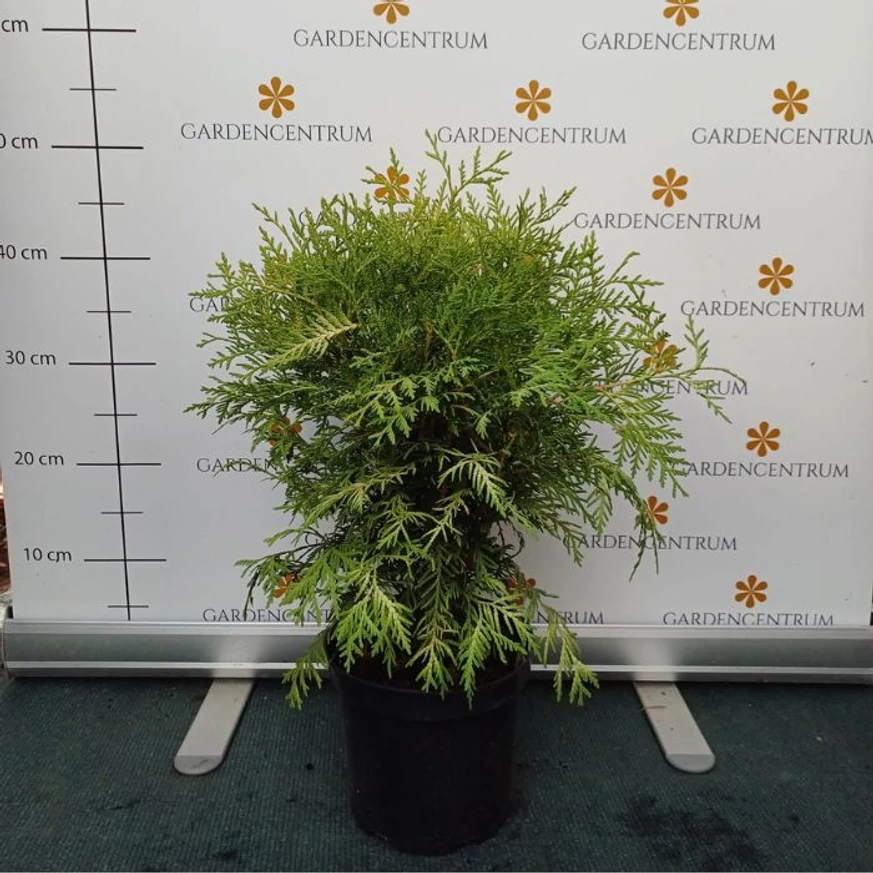 Thuja occidentalis Danica Aurea în pepiniera noastră în luna august. 