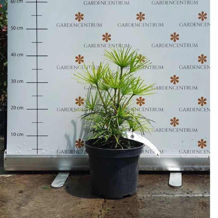 Sciadopitys verticillata în pepiniera noastră, în luna iulie. 