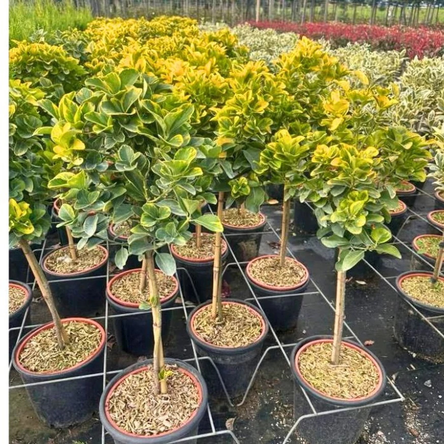 Euonymus japonicus Aureomarginatus MT - Salbă japoneză cu trunchi