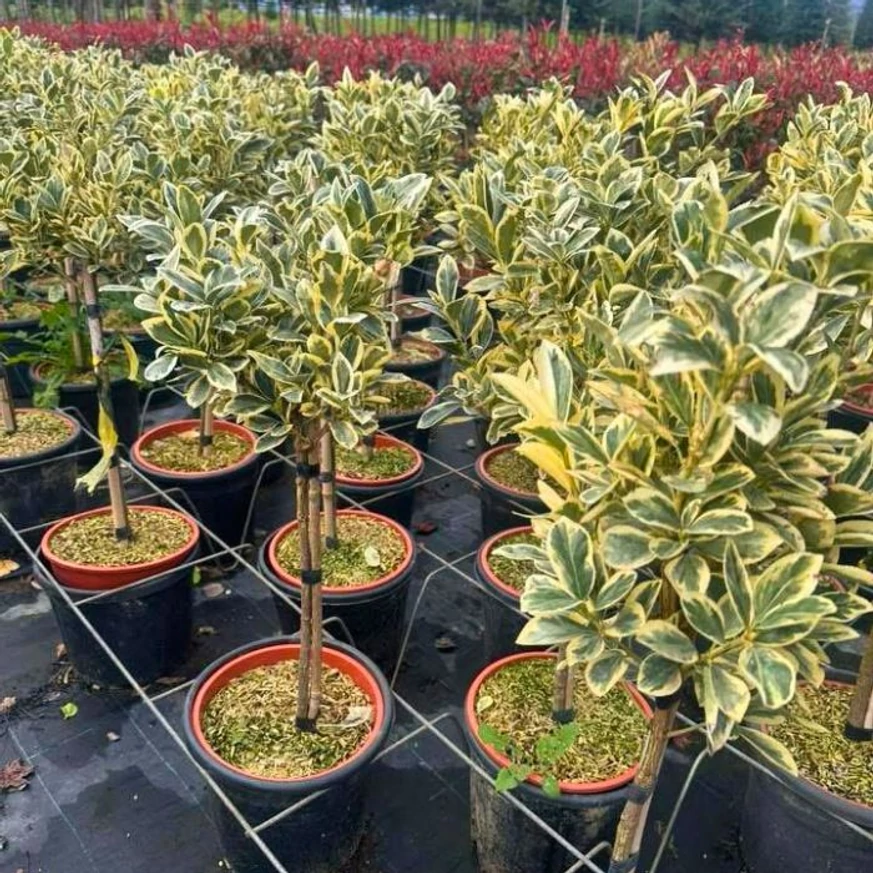 Euonymus japonicus Bravo MT - Salbă japoneză cu trunchi 
