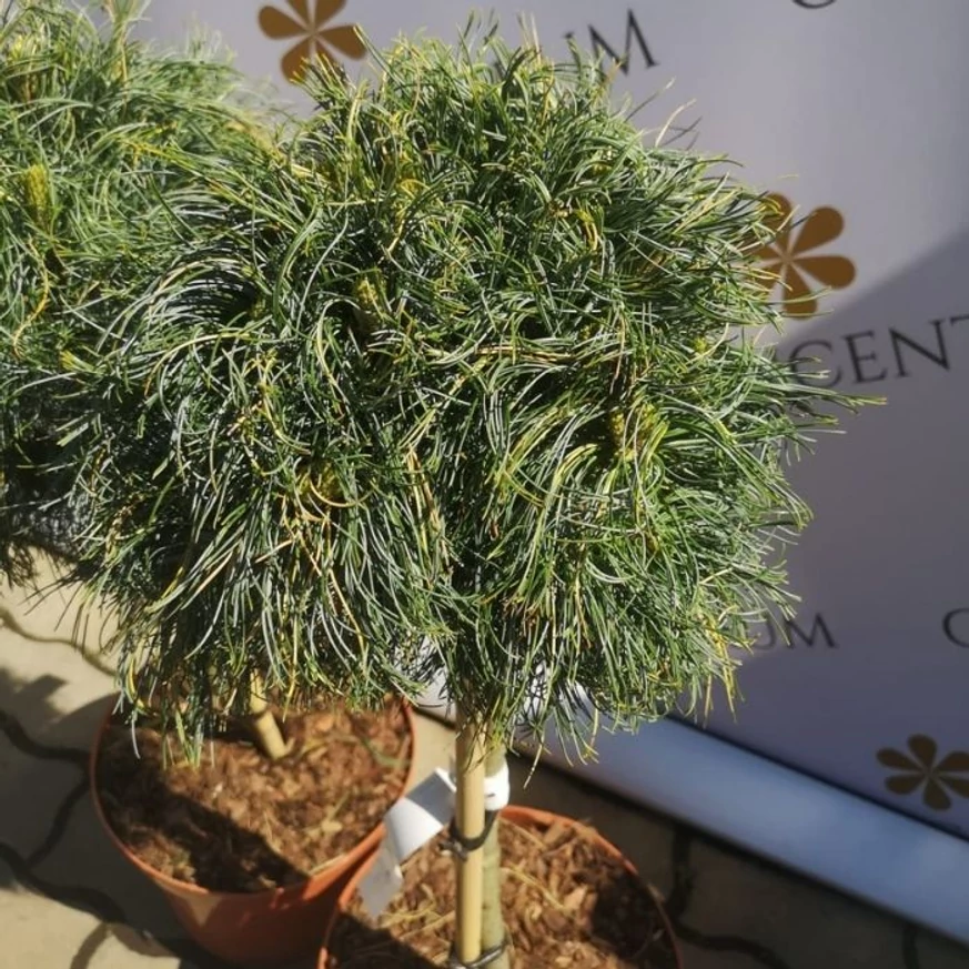 Pinus strobus Green Twist crescut pe trunchi. 