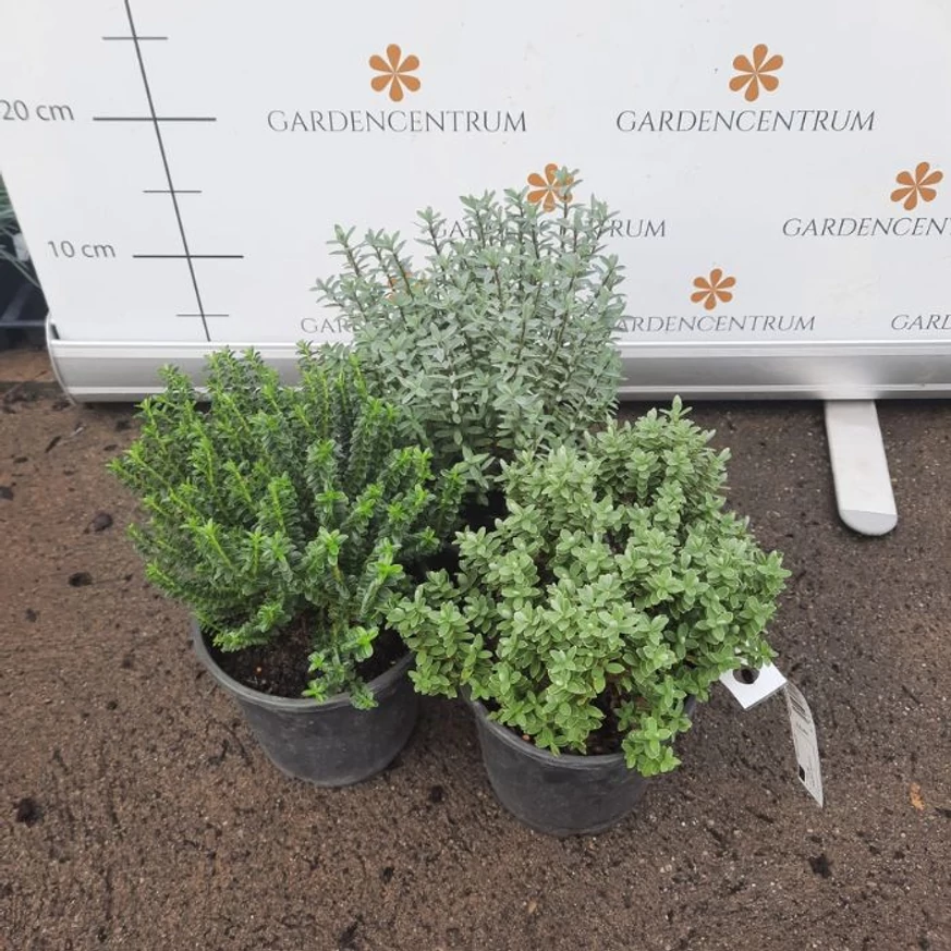 Hebe x hybrida MIX P13