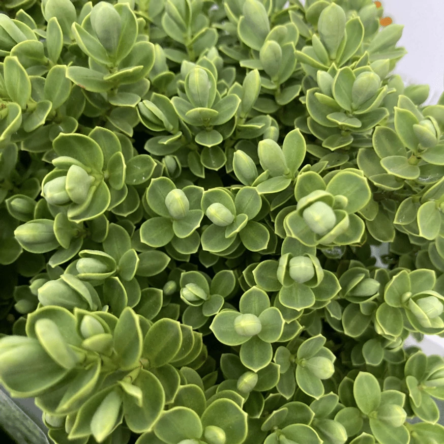 Hebe x hybrida MIX P13