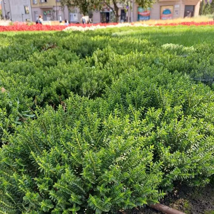 Hebe plantat într-un strat de plante perene. 