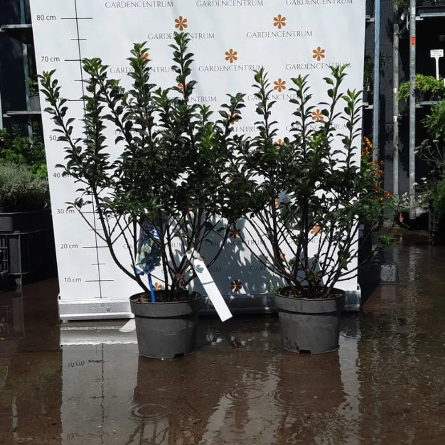 Ilex meserveae Gentle bine dezvoltat, multi-ramificat la Gardencentrum.net. 