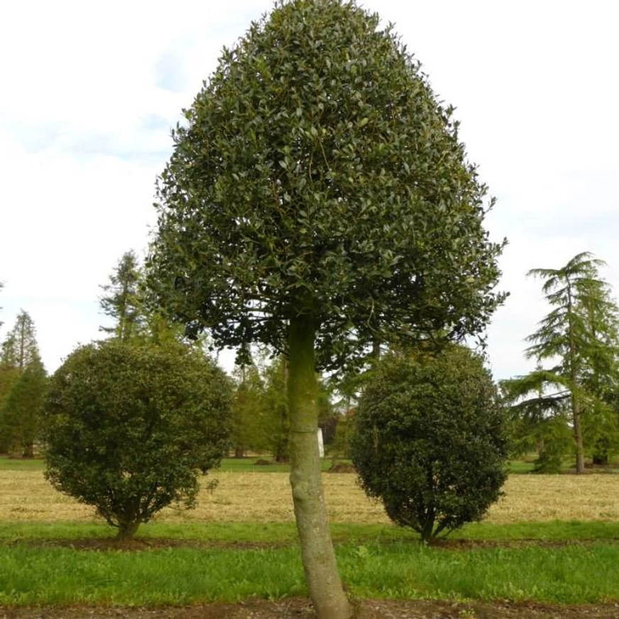 Ilex aquifolium J.C van Tol de mai mulți ani. 