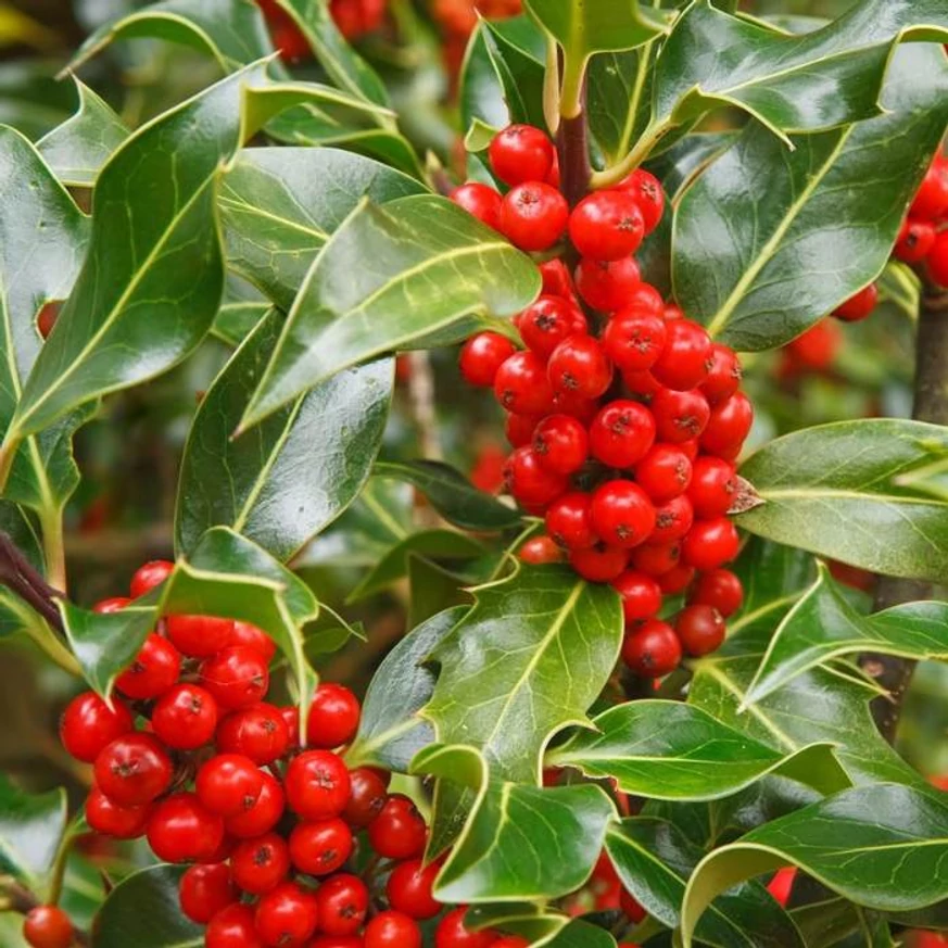 Fructele roșii ale plantei Ilex aquifolium J.C van Tol, toamna. 