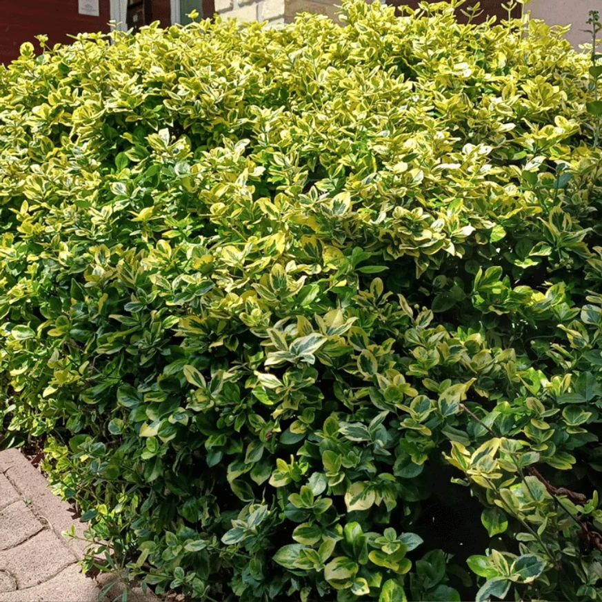 Salbă aurie plantat într-un strat. 