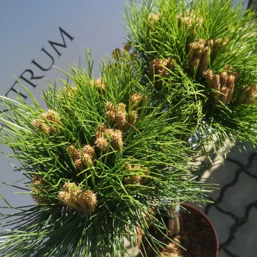 Pinus nigra Marie Brégeon cu coroană sferică. 