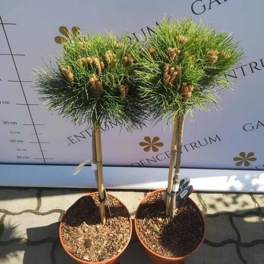 Pinus nigra Marie Brégeon pe un trunchi de 50 cm, în pepiniera noastră, în luna aprilie. 