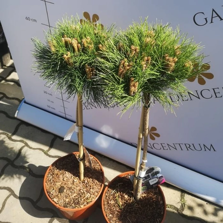 Pinus nigra Marie Brégeon pe trunchi înalt de 50 cm, în pepiniera noastră, în luna aprilie. 