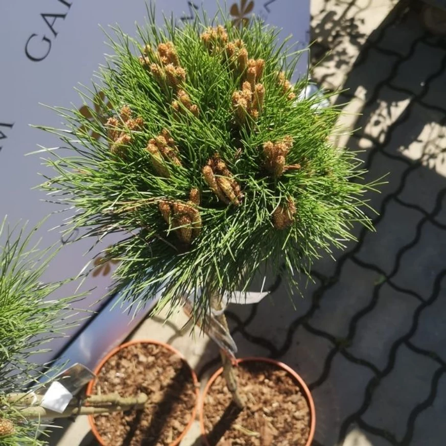 Pinus nigra Marie Brégeon în luna aprilie în pepiniera noastră. 