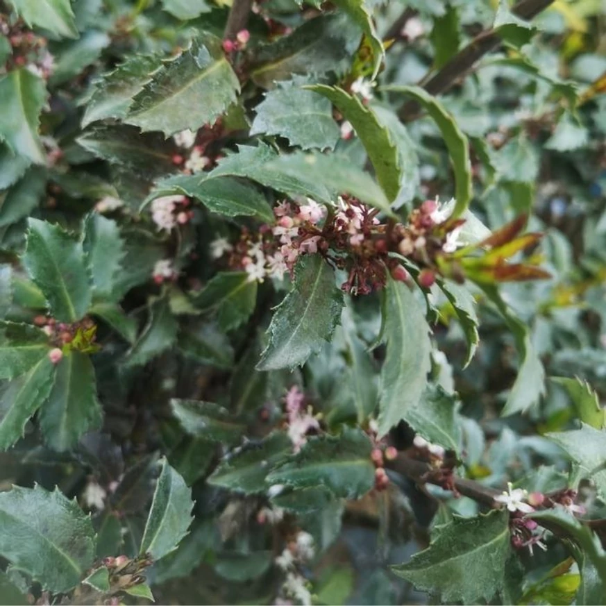 Frunze strălucitoare de laur japonez verde-albăstrui în aprilie.