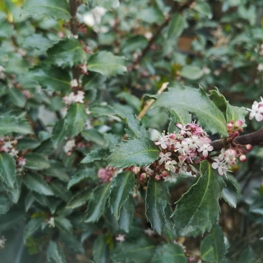 Ilex meserveae Gentle înflorește primăvara, decorează cu flori mici de culoare roz deschis.