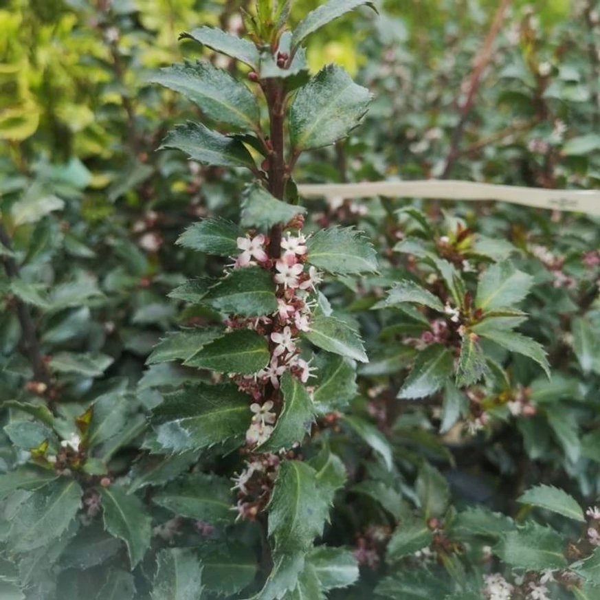 Frunzișul și florile arbustului veșnic verde Ilex meserveae Gentle. 