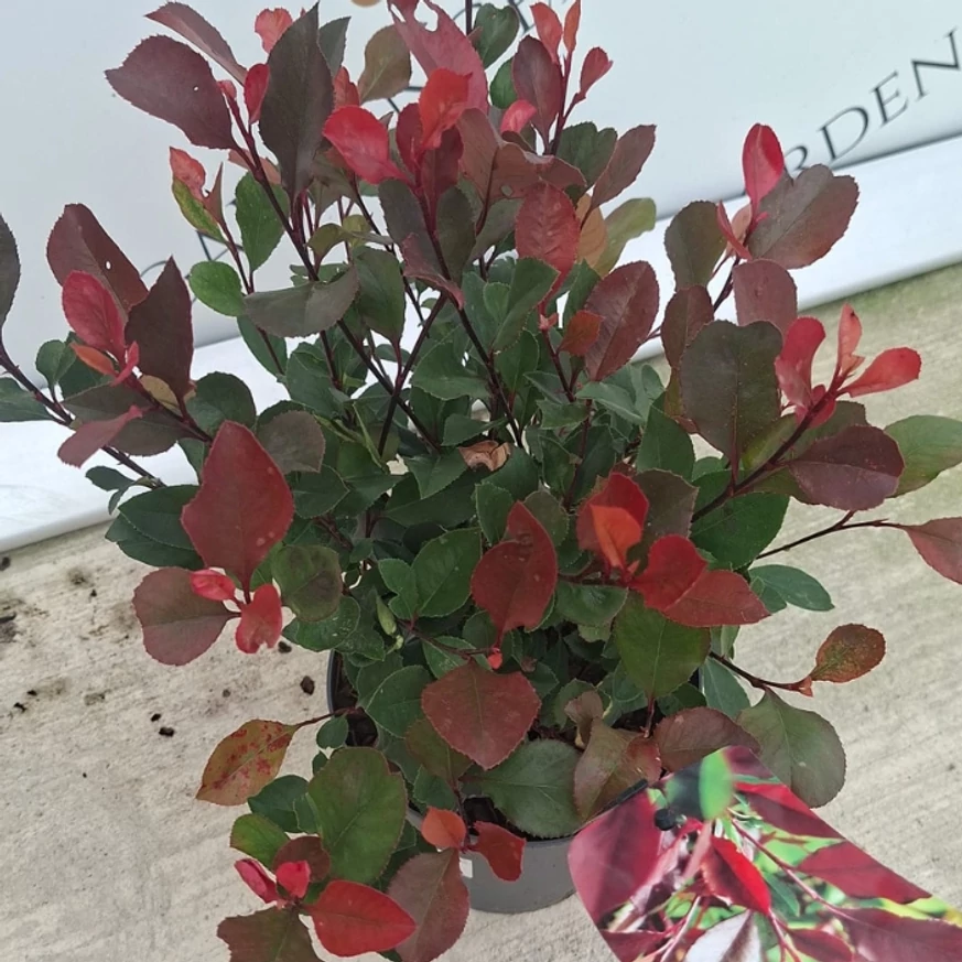 Frunzișul plantei Photinia x fraserii Little Red Robin în luna septembrie. 