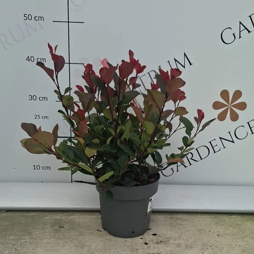 Photinia pitică în pepiniera noastră în luna septembrie.